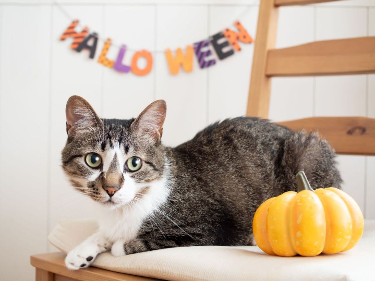 Autumn cat and pumpkin